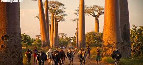 Viehtreiber auf Madagaskar