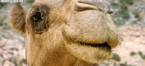 Kamel in Marokko